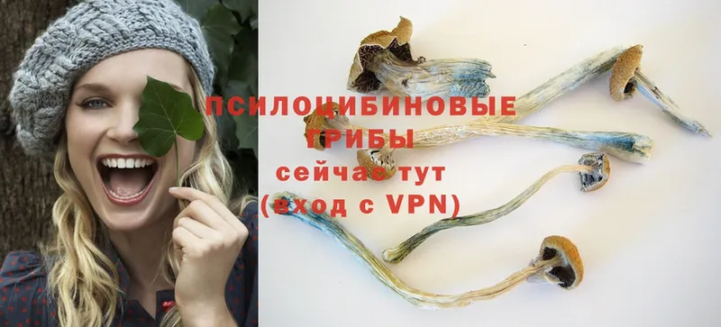 Галлюциногенные грибы Psilocybe  Болхов 